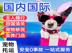 昭苏天马空运地址国际宠物托运 【国
